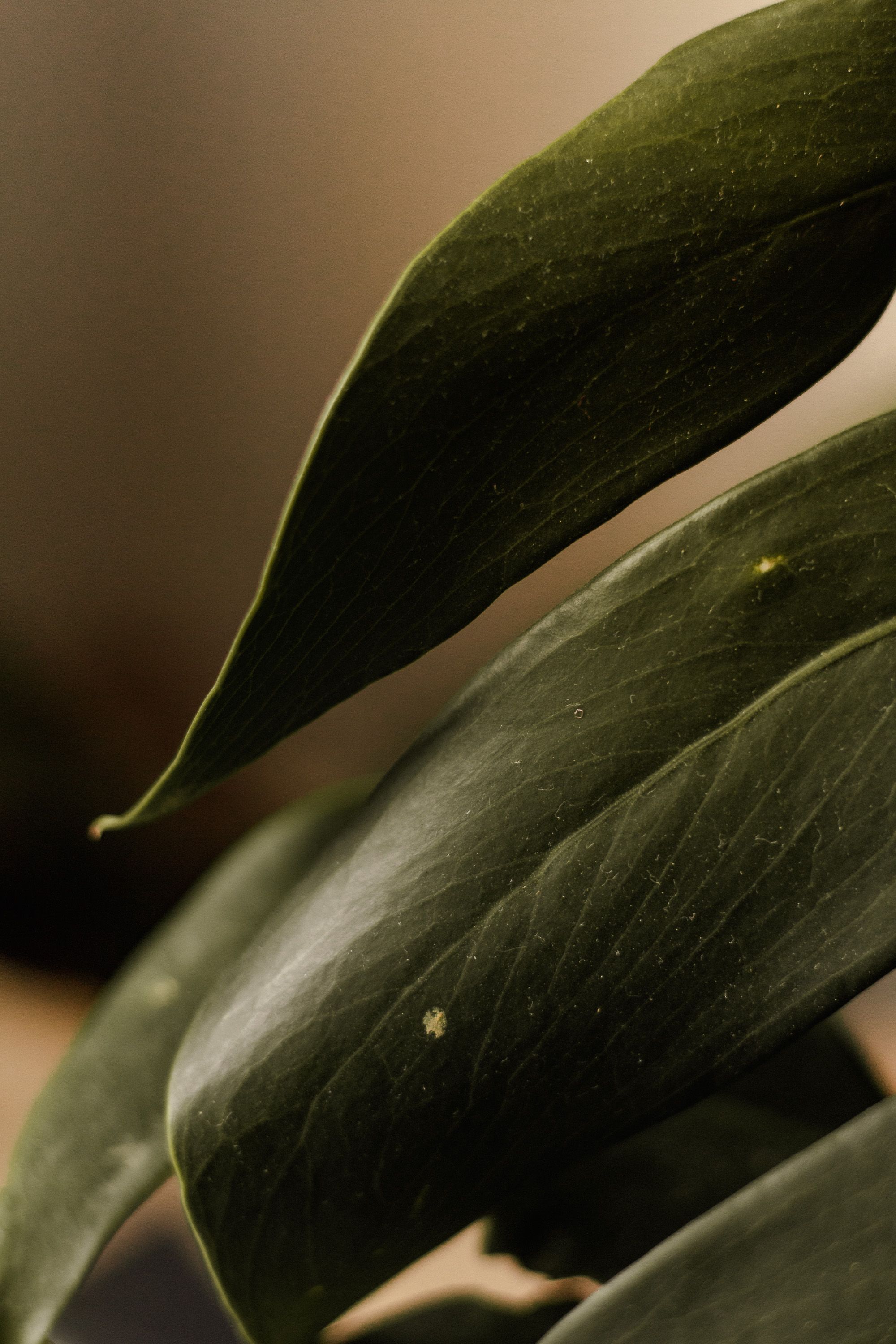Green Leaf Plant in Close Up Photography · Free Stock Photo