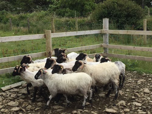 Free stock photo of farm, ireland, sheep