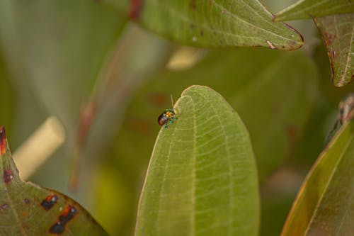 Photograph of a Bug on a Green Leaf