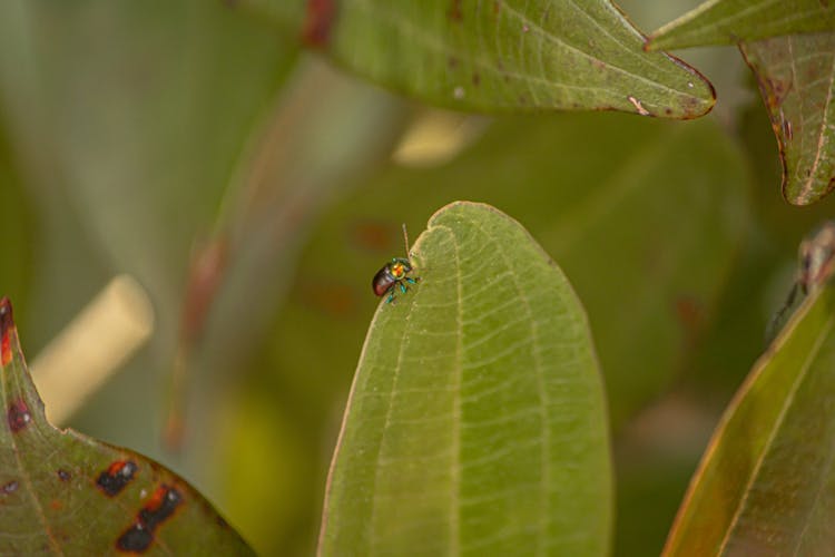 Photograph Of A Bug On A Green Leaf