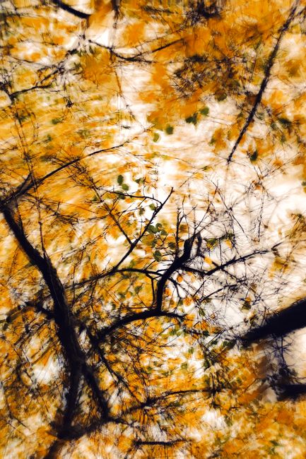 Blurry abstract view of tree branches and autumn leaves in motion.