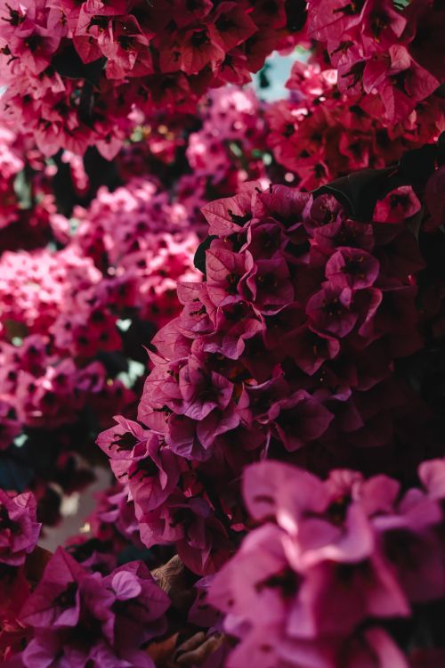 Free Close-up of vibrant pink bougainvillea flowers in bloom on a sunny day in İstanbul. Stock Photo