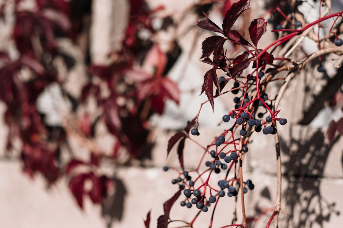 Free stock photo of fall colors, virginia creeper