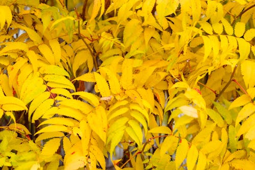 Free stock photo of fall colors, yellow leaves