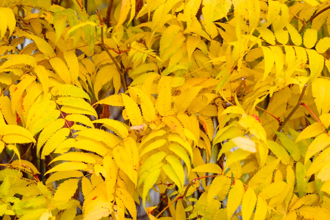 Free stock photo of fall colors, yellow leaves