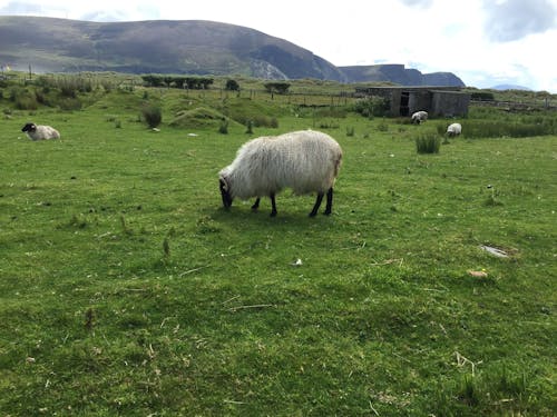 Free stock photo of grass, ireland, sheep
