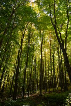 A tranquil view of tall green trees in a forest during daytime, Hamilton, ON.