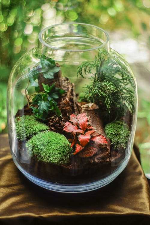Terrariumglas Aus Klarem Glas Mit Moosigen Pflanzen