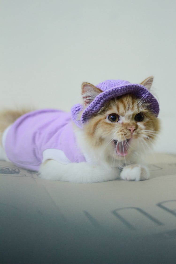 White And Brown Cat Wearing Purple Knit Cap