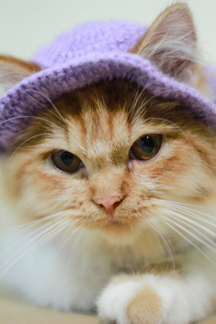 Orange Cat Wearing Knitted Purple Hat