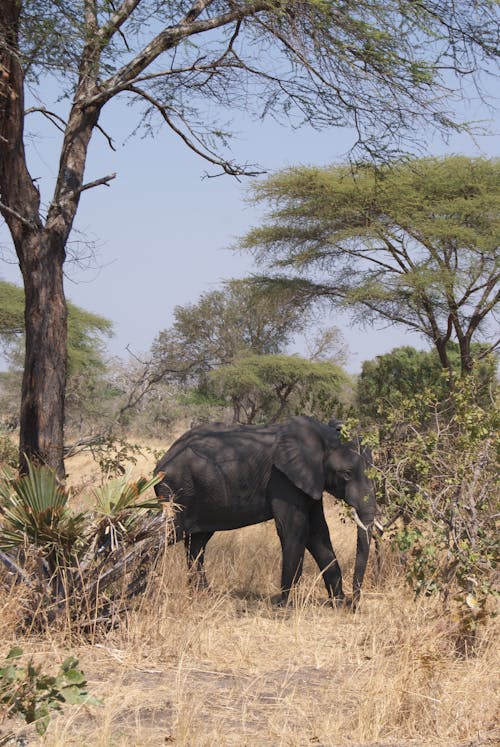 Ilmainen kuvapankkikuva tunnisteilla norsu, safari