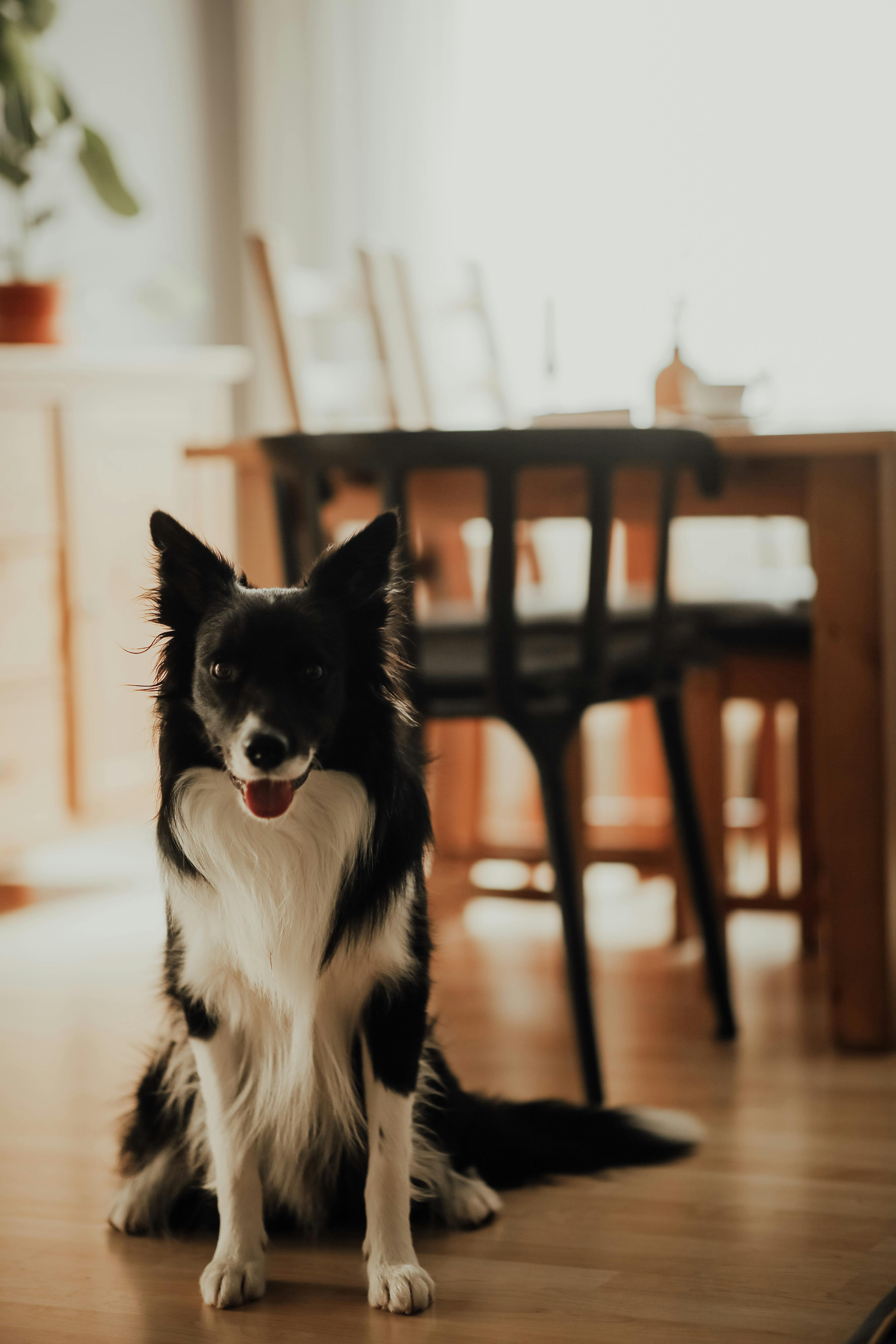 A Border Collie in the House · Free Stock Photo