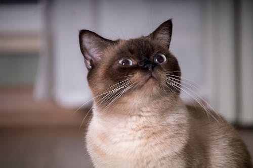 Black and Brown Cat in Close Up Shot