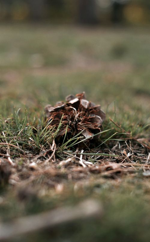 Free A focused shot of a pine cone amidst dried grass, capturing the essence of autumn in Hungary. Stock Photo