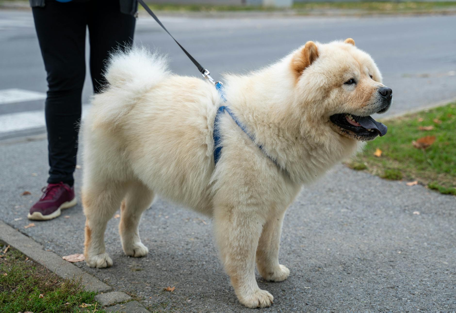 Fluffy Chow Chow puppy pottyregisteredpuppies.com