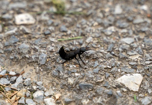 Foto stok gratis beetle, fotografi serangga, merapatkan