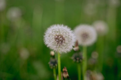 Free A soft-focus capture of a dandelion ready to disperse its seeds in a lush green field. Stock Photo