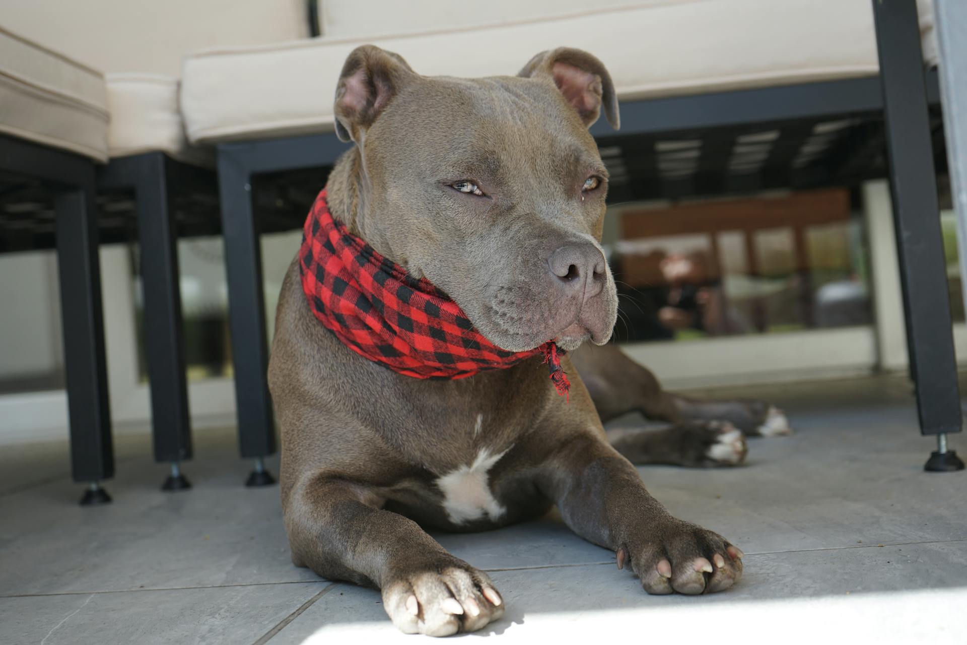 Een close-up van een Amerikaanse pitbullterrier