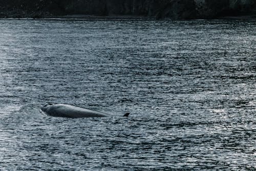 Fotos de stock gratuitas de agua, animal, ballena
