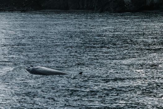 A whale surfaces in the calm and dark ocean, creating a peaceful wildlife scene.