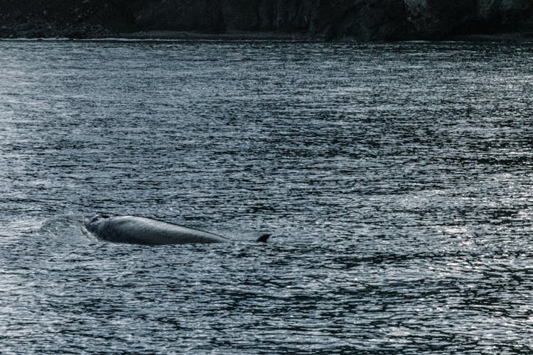 Dark Sea Texture And Whale Swimming