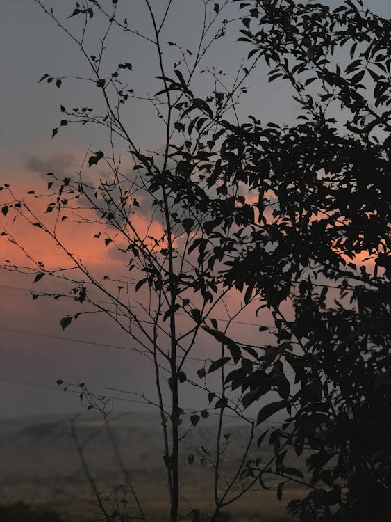 A Silhouette of a Plant