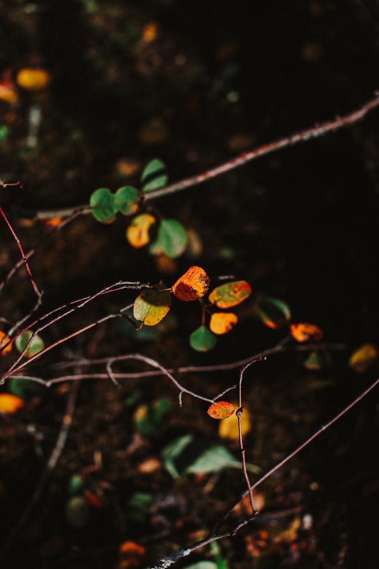 Close-up Of Leaves Growing On Tree