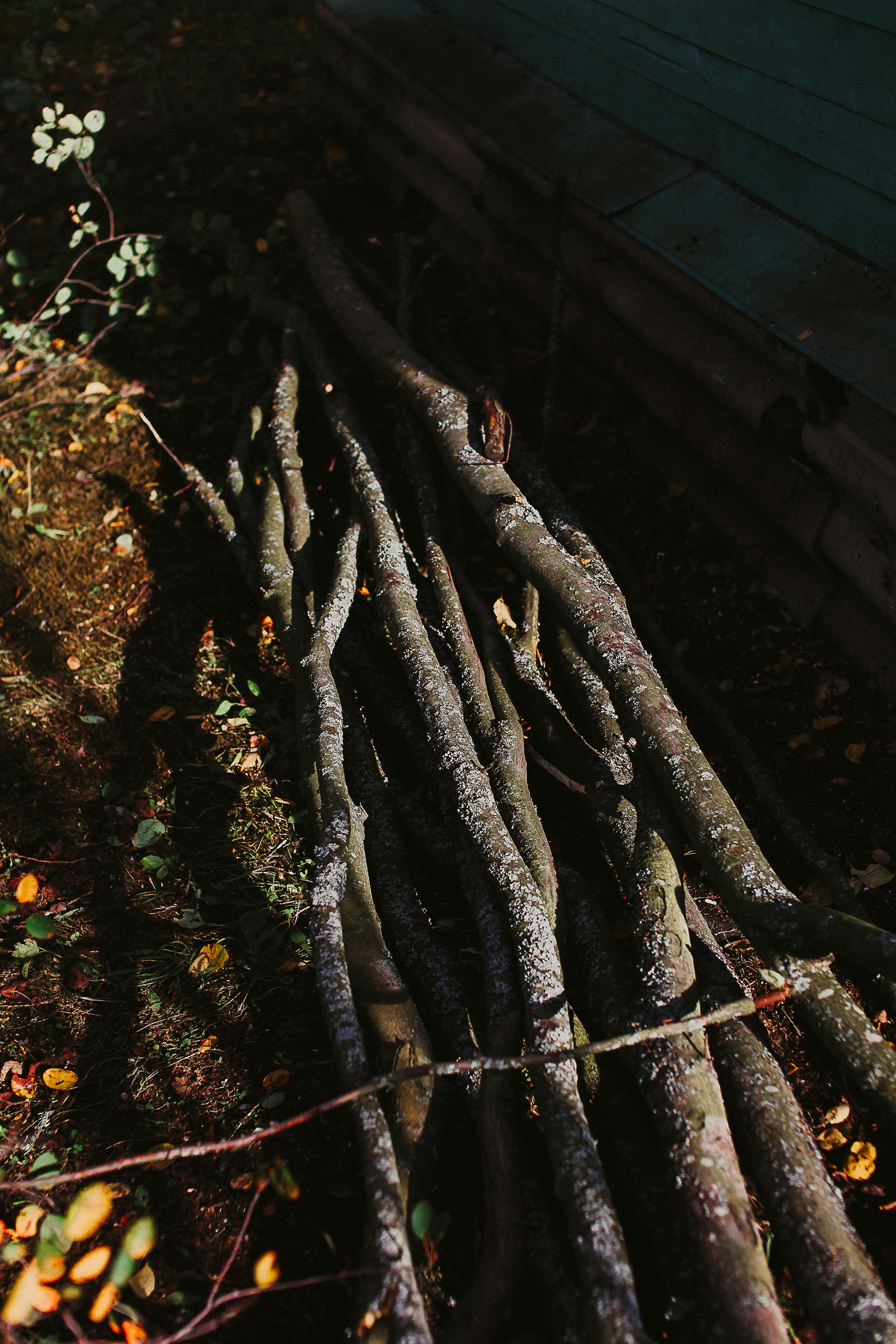 Sunlit wooden logs stacked in garden, surrounded by leaves, shadows creating a rustic atmosphere.