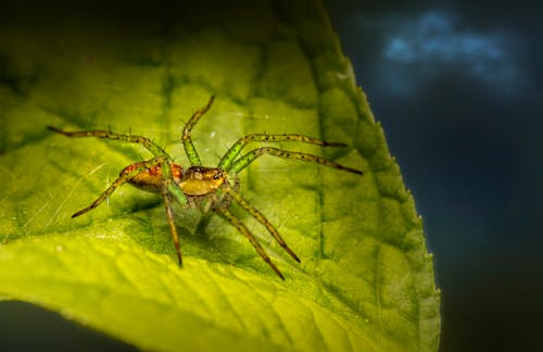 Spider on a Green Leaf 