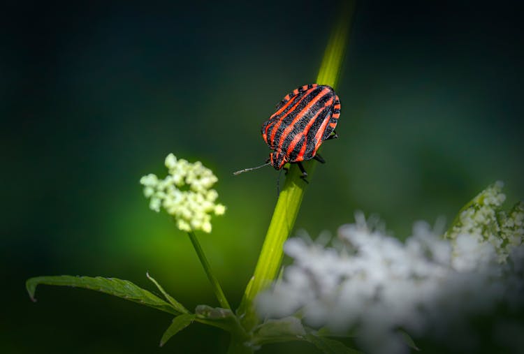 Bug On Plant Stem