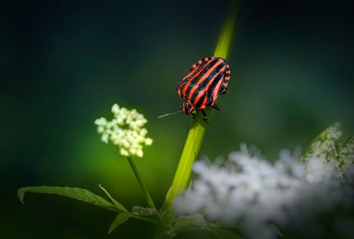 Free Close-up of a striped shield bug on a green plant stem with a blurred nature background. Stock Photo