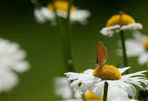 Brown Butterfly Perched on Yellow and White Flower