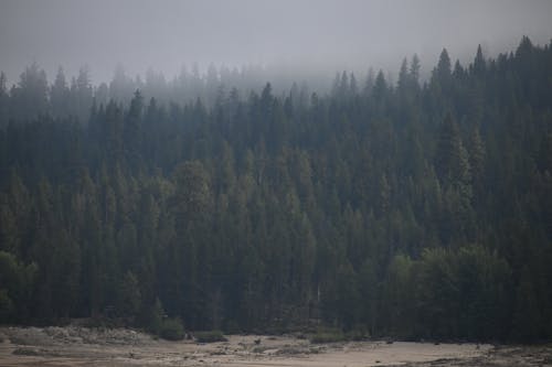 Pine Trees in Fog near River