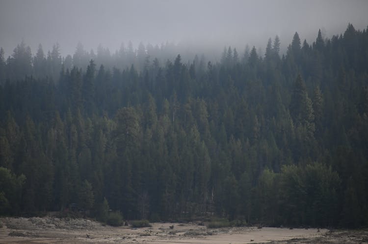 Pine Trees In Fog Near River