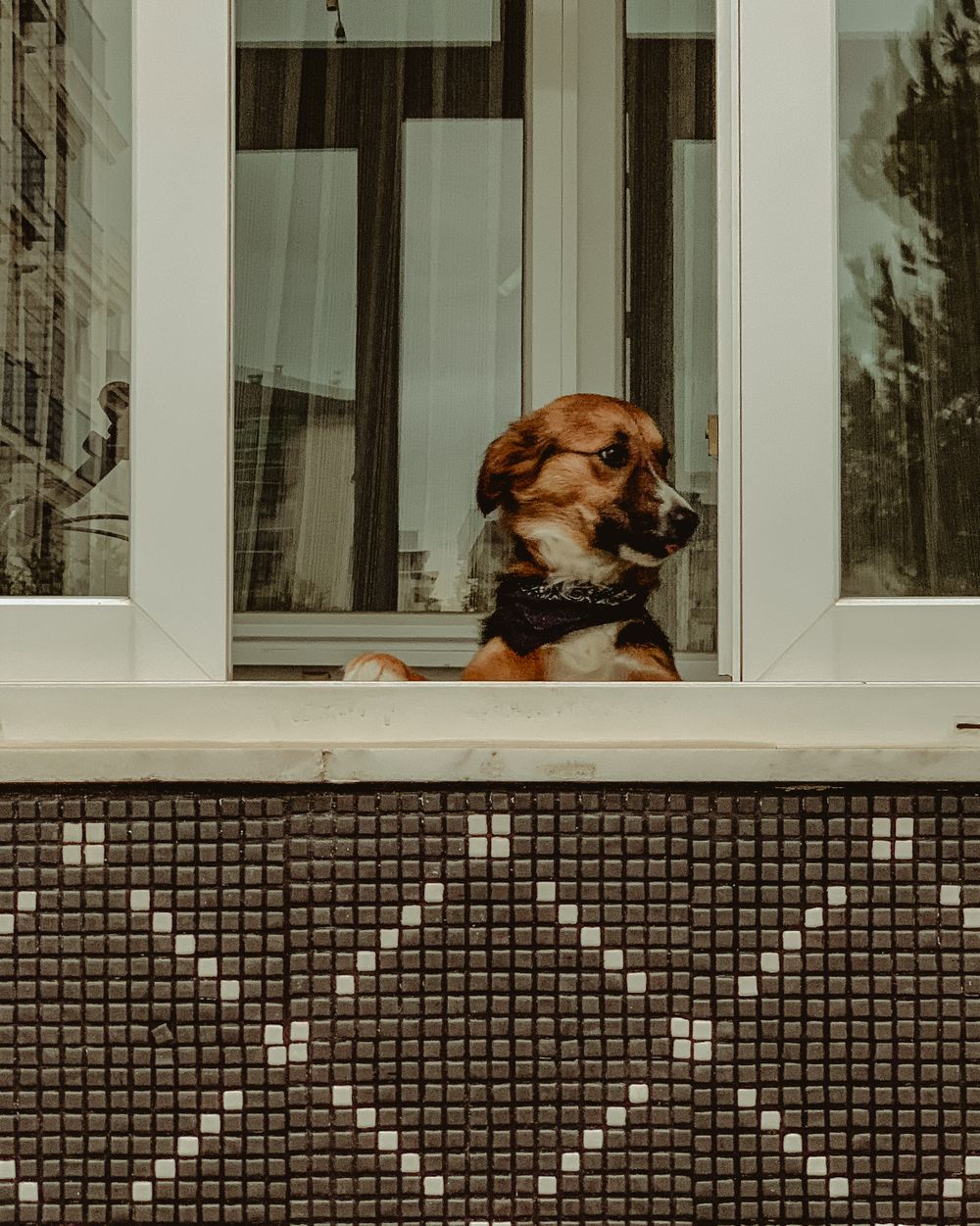 Brown dog looking attentively out of a home window