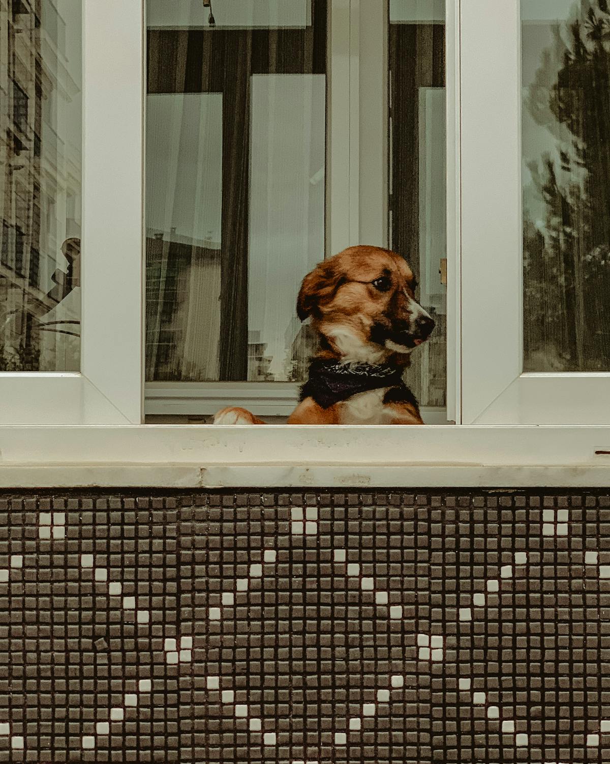 Cane che mostra abbaiare eccessivo alla finestra in appartamento
