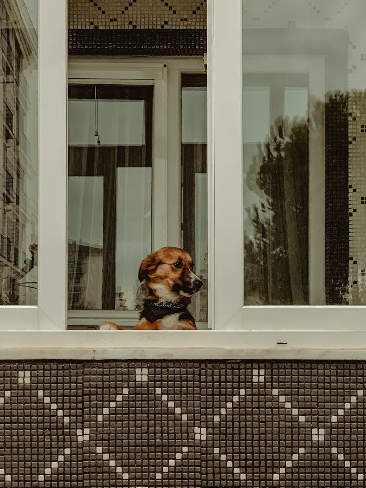 Dog Standing In Open Window