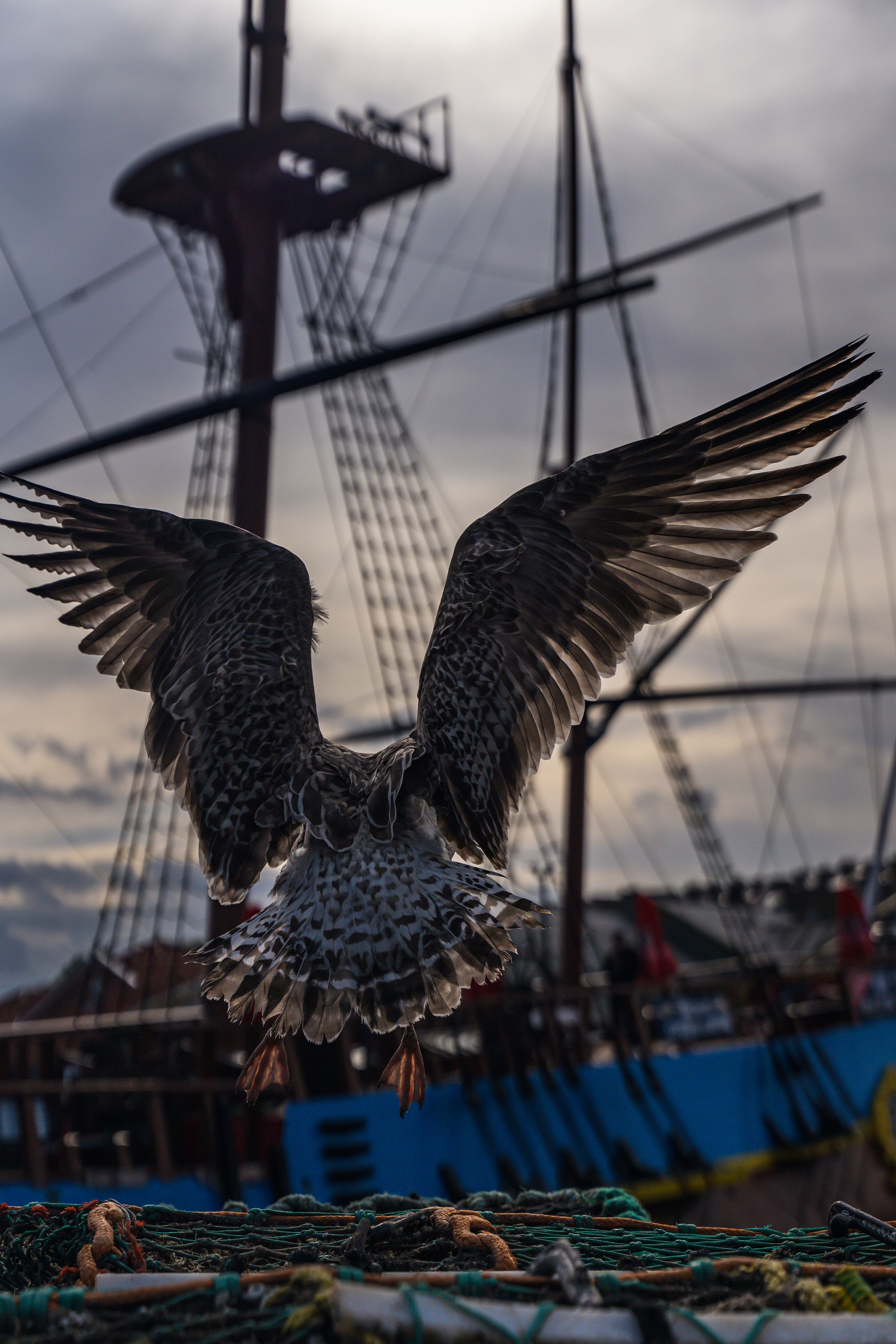 Bird Uncaged Photos Download The Best Free Bird Uncaged Stock Photos
