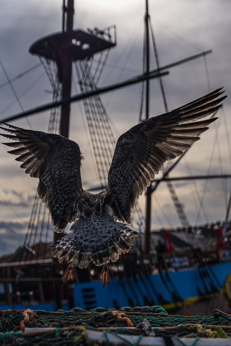 Photo Of A Flying Bird At Dusk 