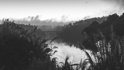 Grayscale Photo of a River Between Trees