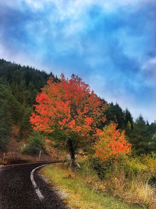 A Tree with Fall Foliage by a Roadside
