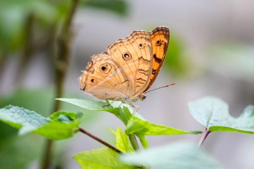 Free Detailed image of a brown butterfly perched on leaves showcasing its delicate features. Stock Photo