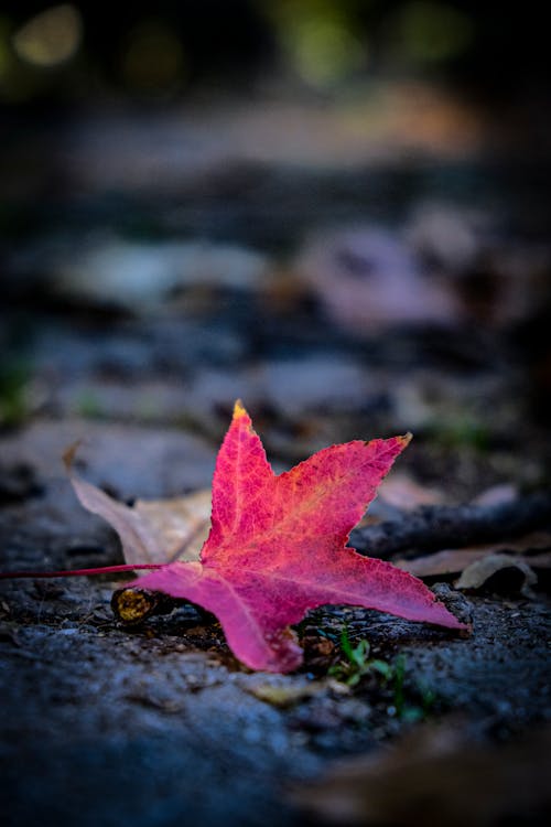 Dry Maple Leaf on Ground