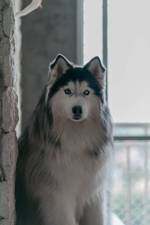 Free A cute Siberian Husky with unique heterochromia eyes indoors by a window. Stock Photo