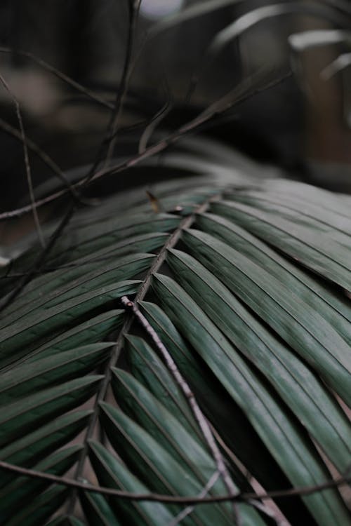 Kostenloses Stock Foto zu blätter, botanisch, botanischen