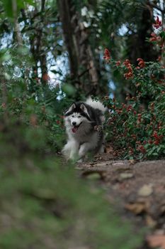 Energetic husky joyfully running through a lush forest trail.