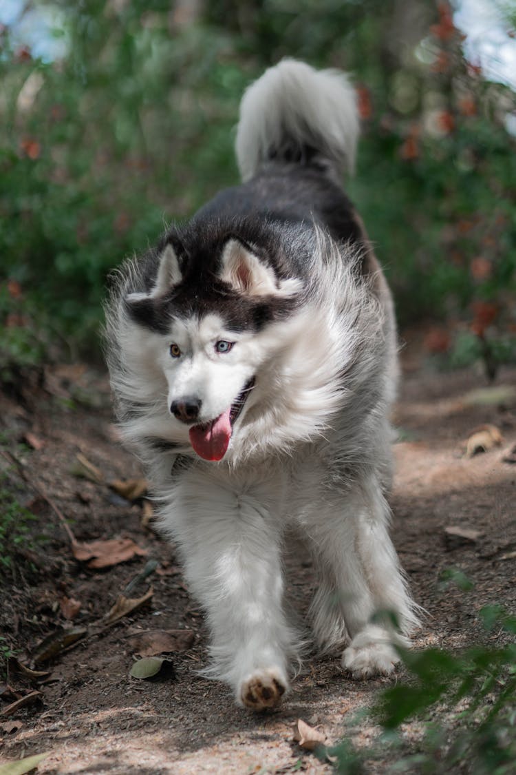 Dog In Close Up Photography