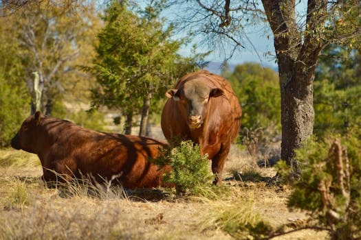 Brown cattle resting in a serene Durango pasture surrounded by trees and natural flora.