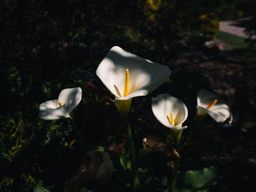 Gratis arkivbilde med anlegg, blomster, fjær