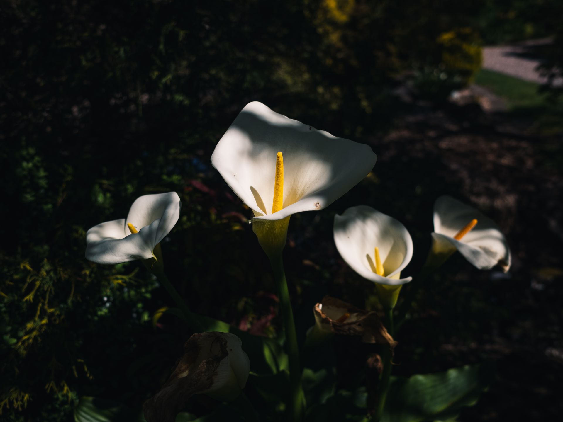 A close-up of blooming white calla lilies illuminated by sunlight in an outdoor garden setting.
